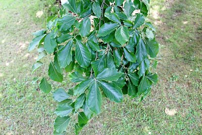 Fagus japonica - buk japonský - listy